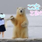 アレクサ お願い【ここな】