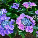 本日出勤【ここな】